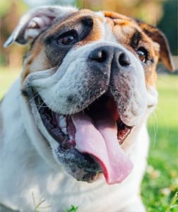 Dogs and Fruits, Safe Fruits for Dogs, Can Dogs Eat Bananas, Can Dogs Eat Apples, Toxic Foods for Dogs, Dog Nutrition Tips, Pet Health, Feeding Dogs Safely, Dog Care Advice, Grapes and Dogs Safety