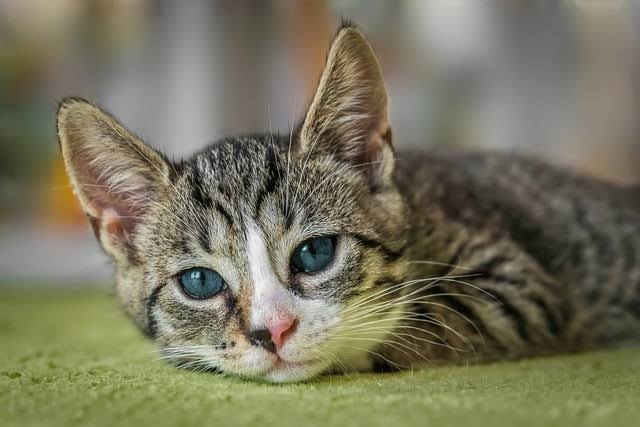 Cat lifespan, How long do cats live, Indoor vs outdoor cats, Cat health care, Tips for cat longevity, Cat diet and nutrition, Aging cats, Cat breeds and lifespan, Senior cat care, Cat health tips