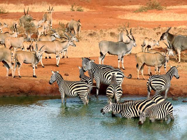 Kenya Travel, Beautiful Places in Kenya, Top Destinations in Kenya, Kenya Safari, Kenyan Beaches, Maasai Mara, Diani Beach, Mount Kenya, Lamu Island, Kenyan Wildlife, Travel to Africa, Best Tourist Attractions in Kenya, Adventure Travel Kenya, Kenyan Culture, Safari Experiences