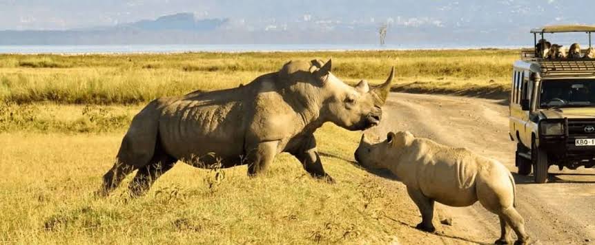Kenya Travel, Beautiful Places in Kenya, Top Destinations in Kenya, Kenya Safari, Kenyan Beaches, Maasai Mara, Diani Beach, Mount Kenya, Lamu Island, Kenyan Wildlife, Travel to Africa, Best Tourist Attractions in Kenya, Adventure Travel Kenya, Kenyan Culture, Safari Experiences