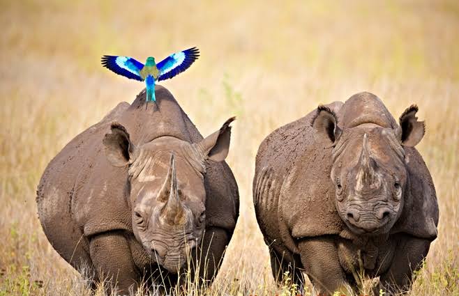 Kenya Travel, Beautiful Places in Kenya, Top Destinations in Kenya, Kenya Safari, Kenyan Beaches, Maasai Mara, Diani Beach, Mount Kenya, Lamu Island, Kenyan Wildlife, Travel to Africa, Best Tourist Attractions in Kenya, Adventure Travel Kenya, Kenyan Culture, Safari Experiences