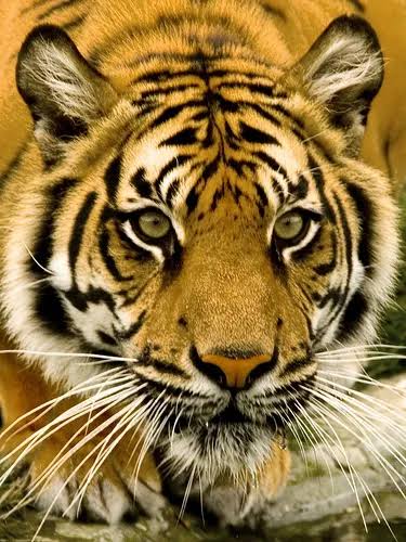 Wildlife Vision, Animal Eyesight, Lion Vision, Cheetah Eyesight, Elephant Vision, Hyena Night Vision, Leopard Hunting Skills, Animal Adaptations, Predator Sight, Nature and Wildlife