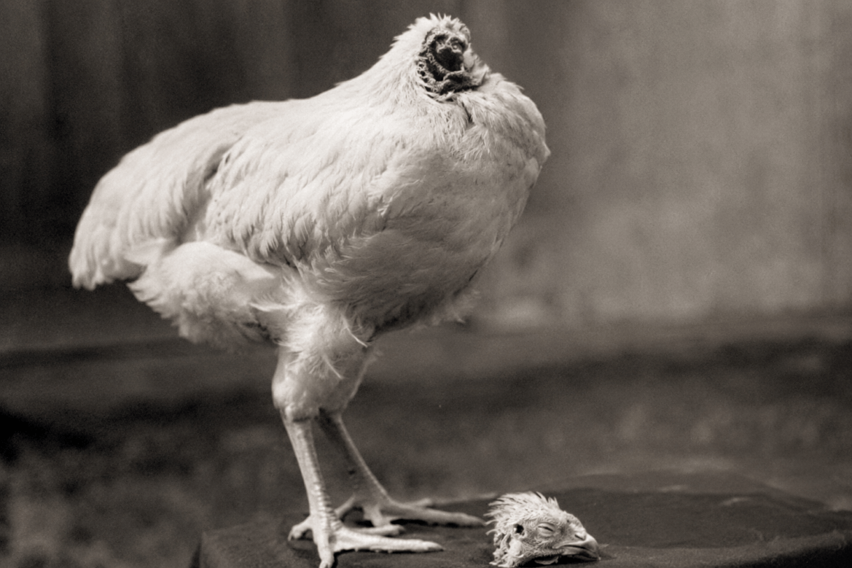 Mike the Headless Chicken, headless chicken true story, chicken survived without head, unbelievable animal survival stories, strange true stories, weird historical stories, Mike the chicken story, famous animal stories, bizarre true events, real stories that sound fake, animal survival miracles, 1940s carnival stories, Fruita Colorado Mike chicken, weird science stories, famous chickens in history